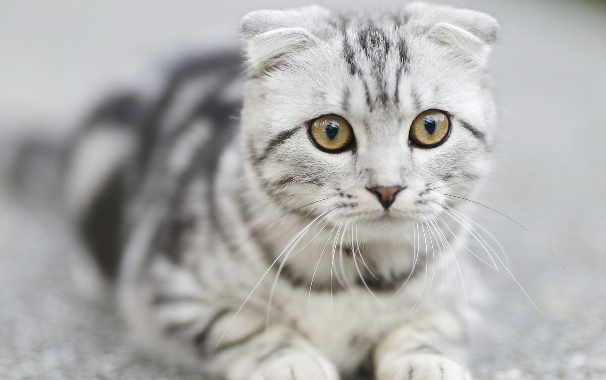 Gato branco e cinza em rua.