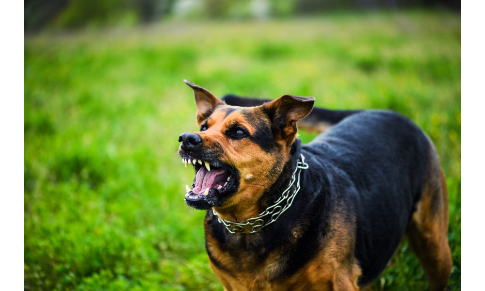 Cachorro marrom e preto bravo rosnando.