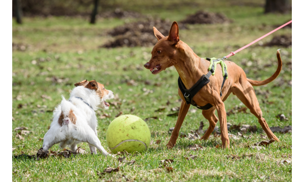 Cachorros pequenos brigando com uma bola.