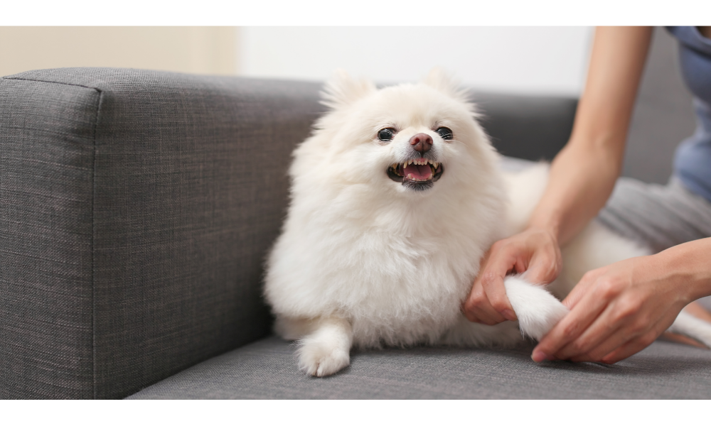 Cachorro branco bravo com uma pessoa pegando em sua patinha.