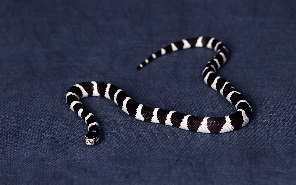 Cobra rastejando em veludo azul.