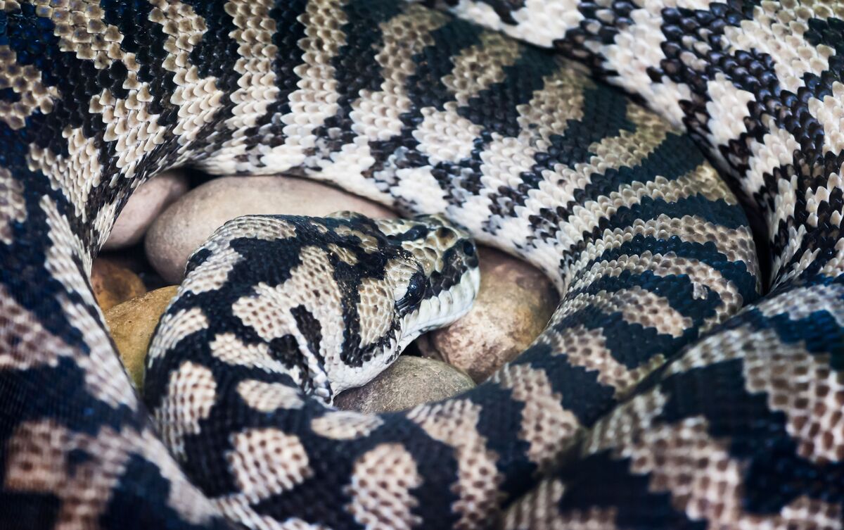 Cobra branca e preta enrolada.