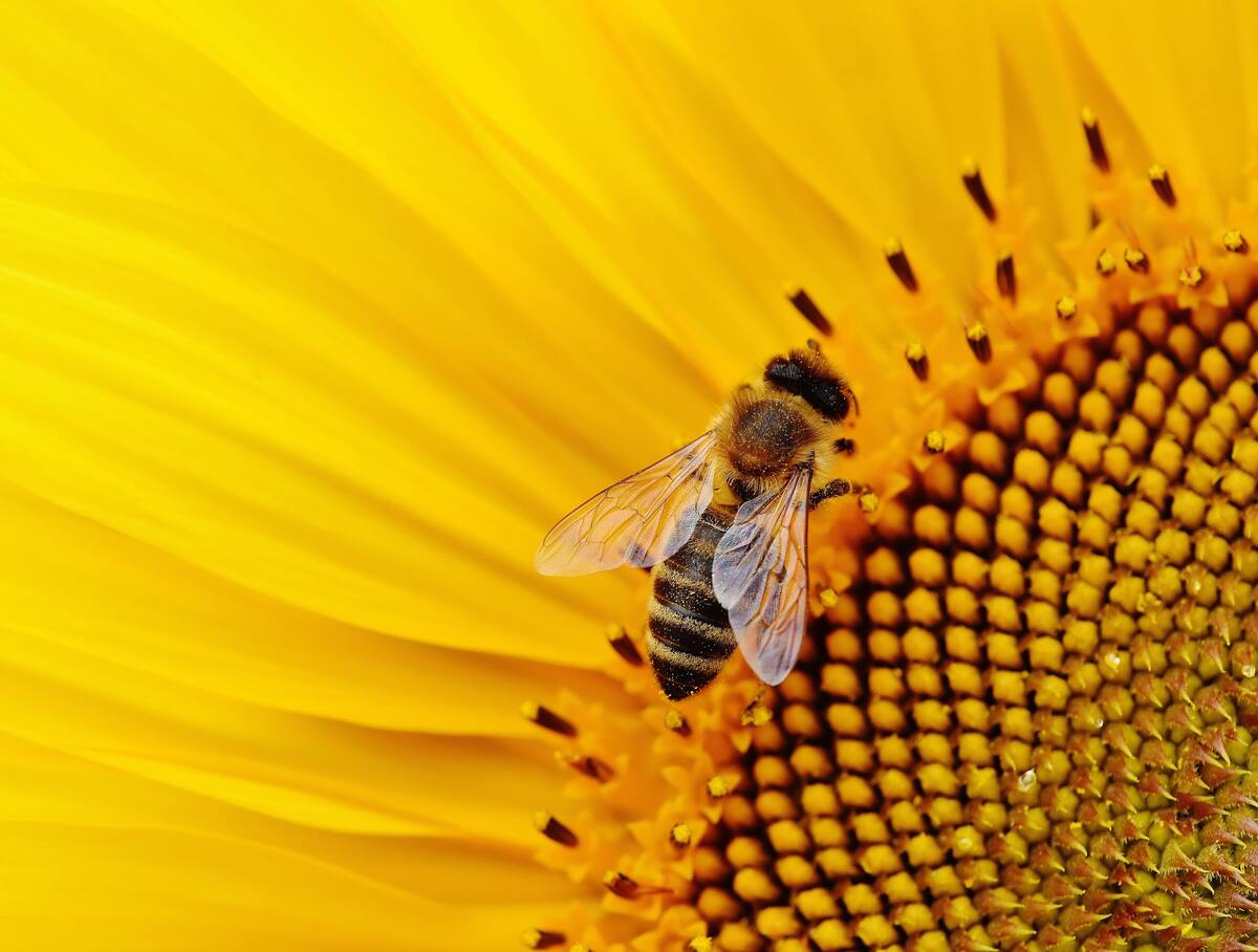 Abelha em uma flor. 