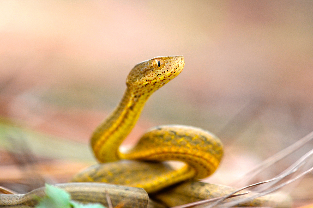 Filhote de cobra amarelo