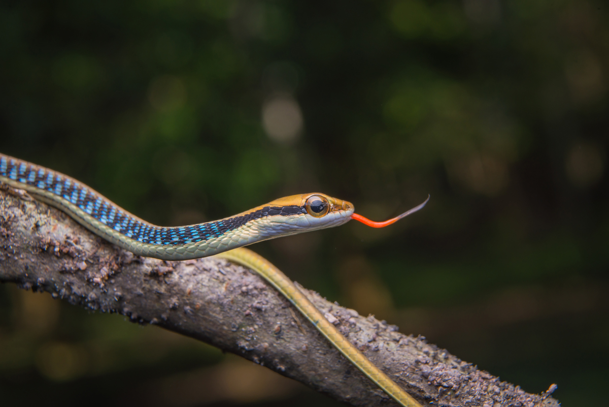 Filhote de cobra rastejando em galho de árvore