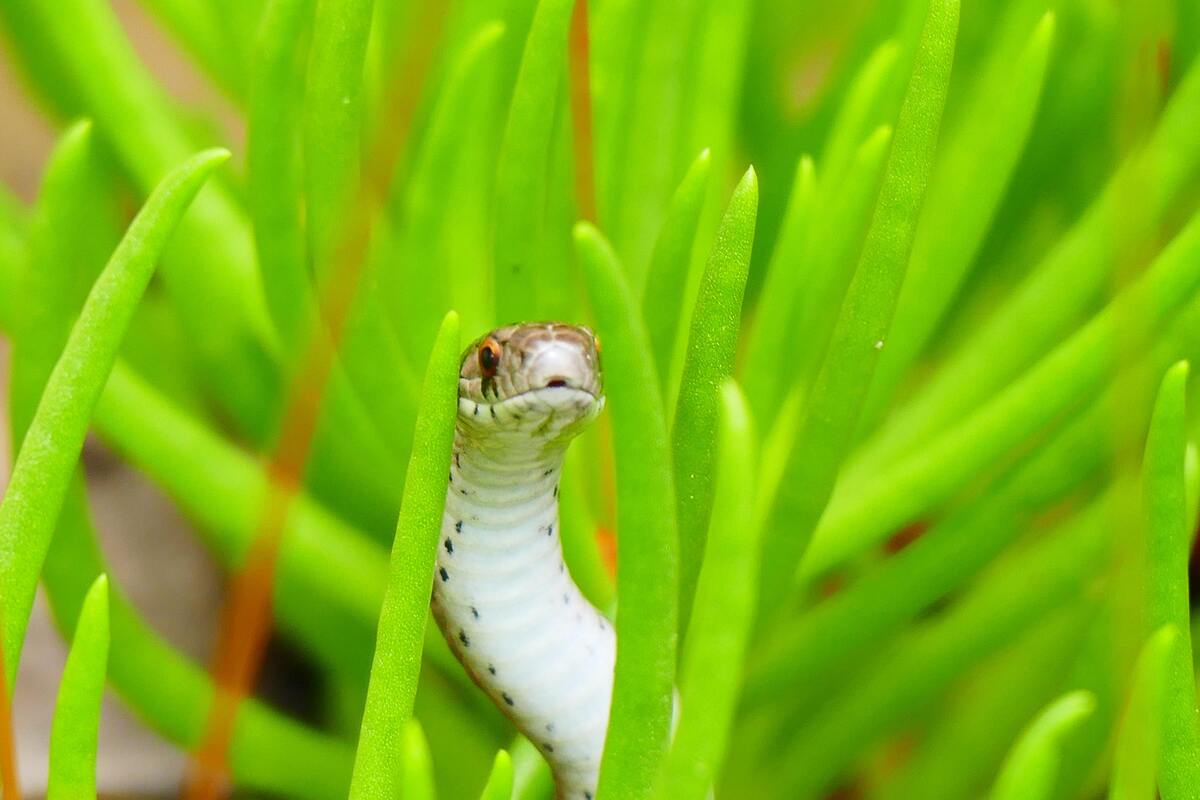 Filhote de cobra no meio de vegetação