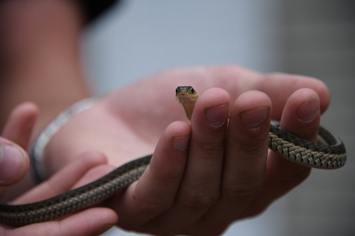 Pessoa segurando filhote de cobra