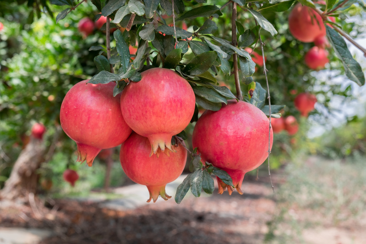 Árvore de romã com frutas amadurecidas.