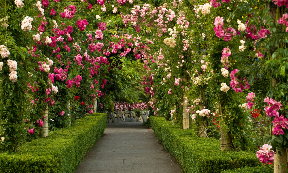 Corredor de flores.