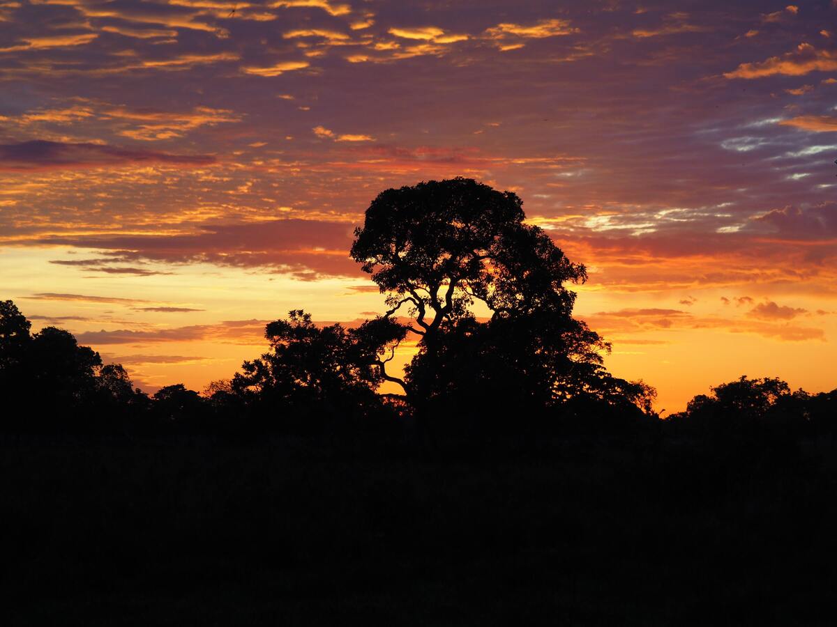 Pôr do sol no mato. 