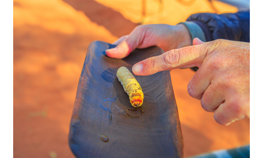 Homem apontando para uma lagarta/larva.