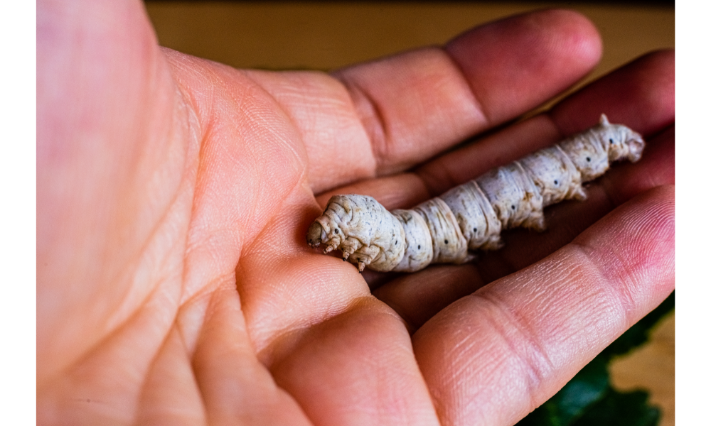 Mão com uma larva branca.