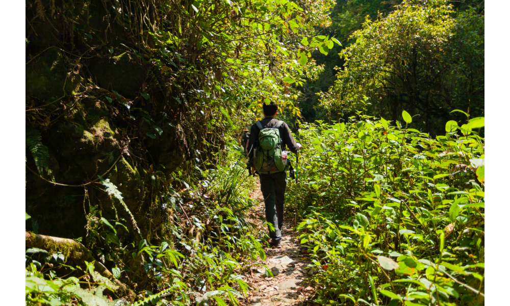 Pessoa caminhando por uma floresta.