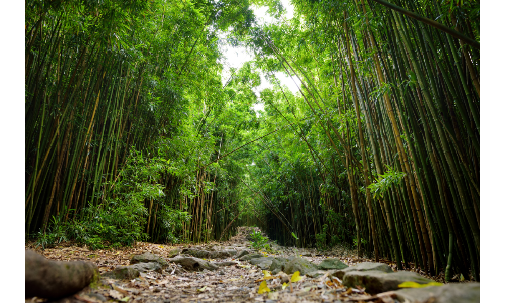 Floresta com um caminho no centro.