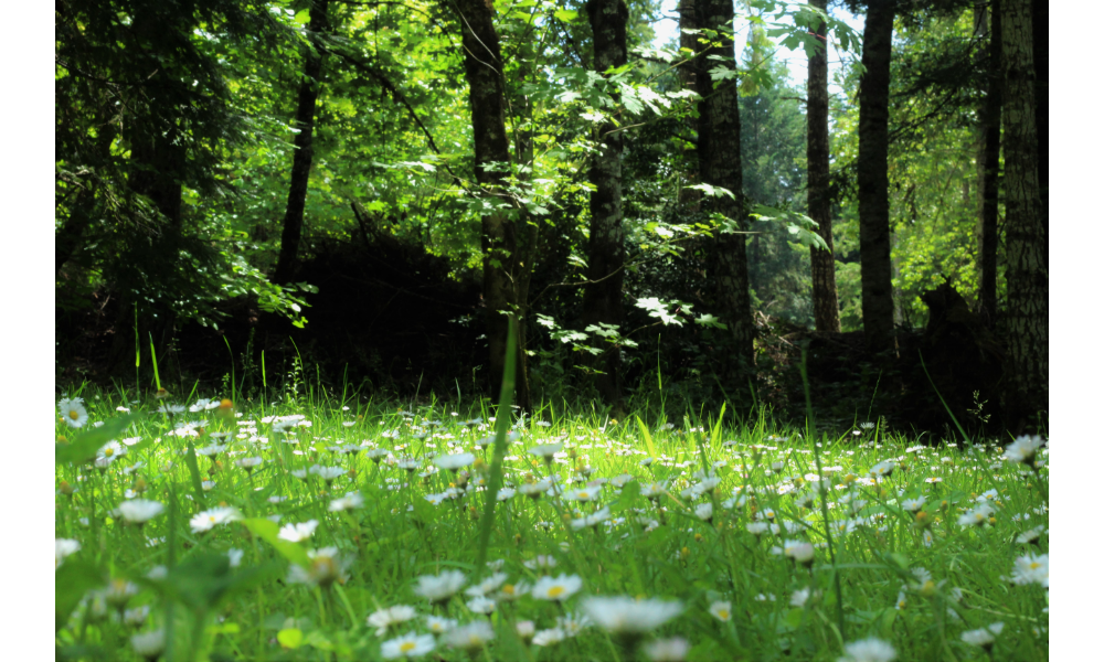 Floresta e campo com flores brancas.