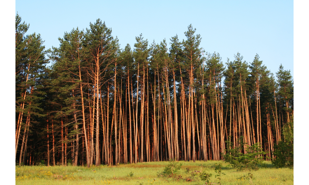 Floresta de pinheiros.