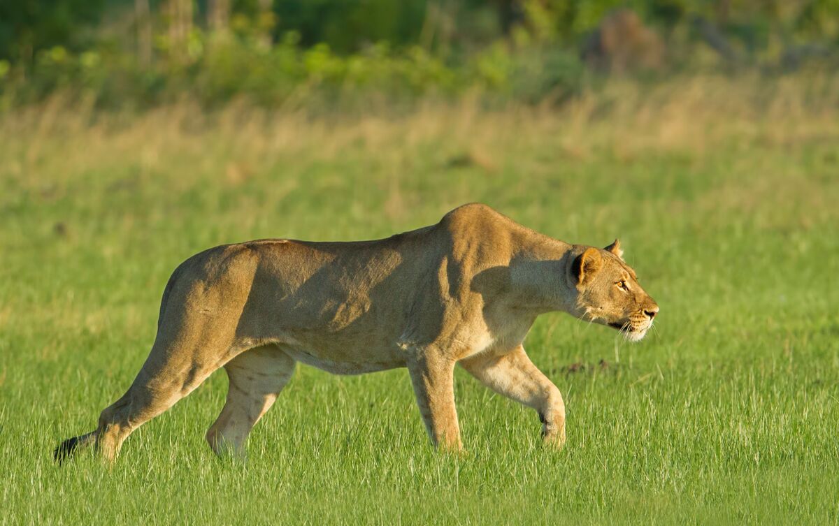 Leoa perseguindo presa.