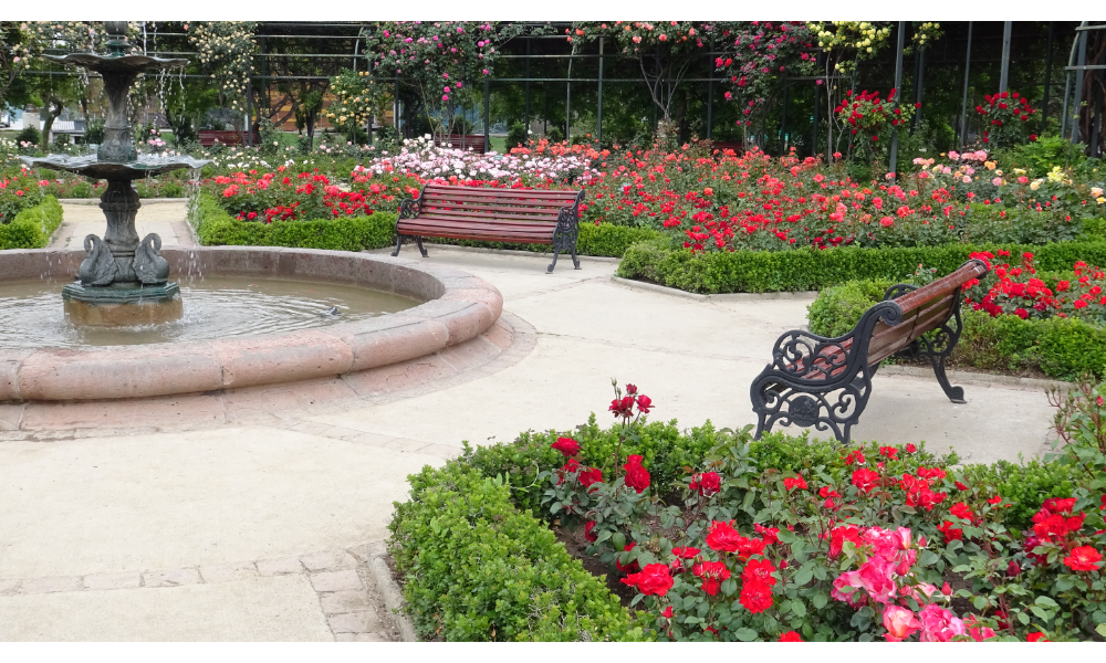 Jardim de rosas em Santiago, Chile.