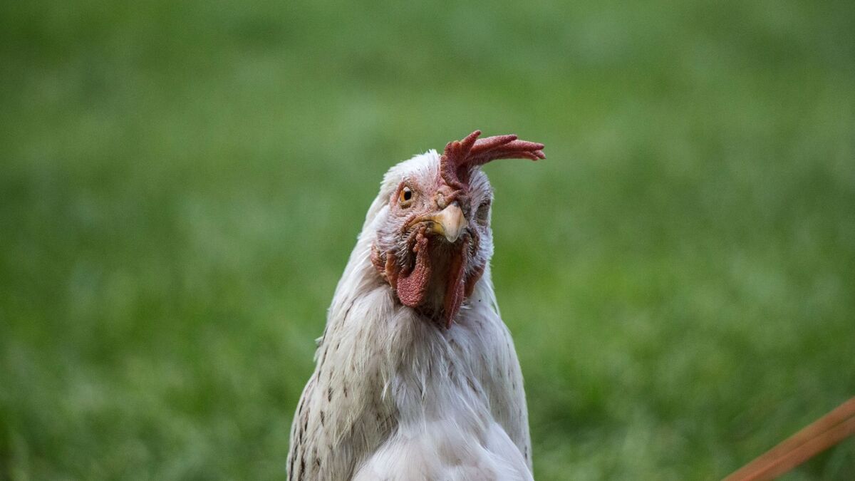 Galinha sozinha em um campo.