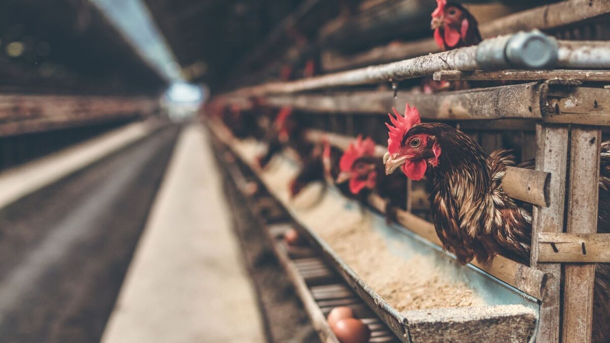 Galinhas se alimentando em uma granja.