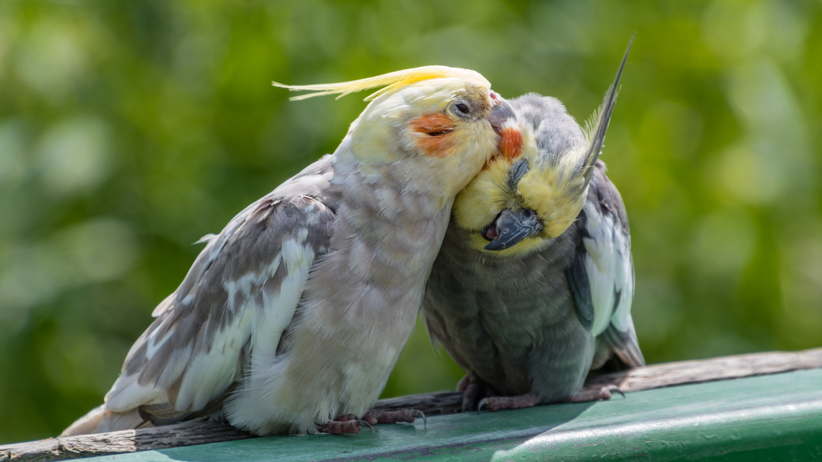 Casal de calopsitas se bicando.