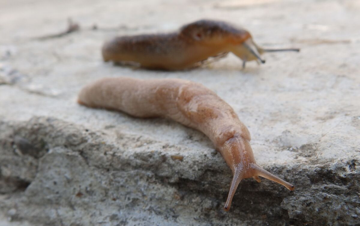 Duas lesmas andando pelo chão.