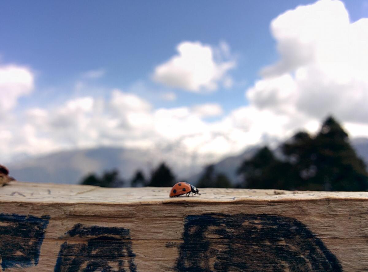 Joaninha em um pedaço de madeira.