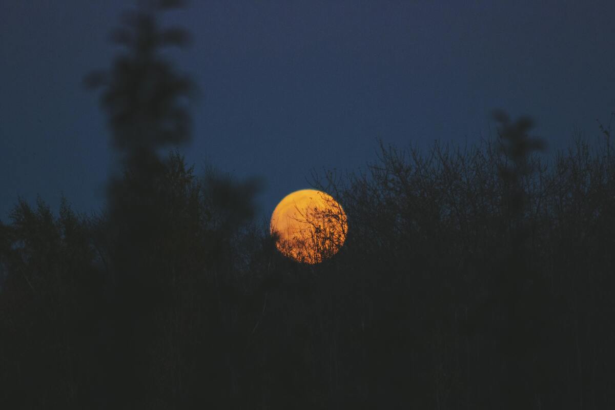 Lua atrás de galhos. 