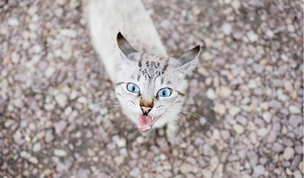 Gato cinza miando para a câmera