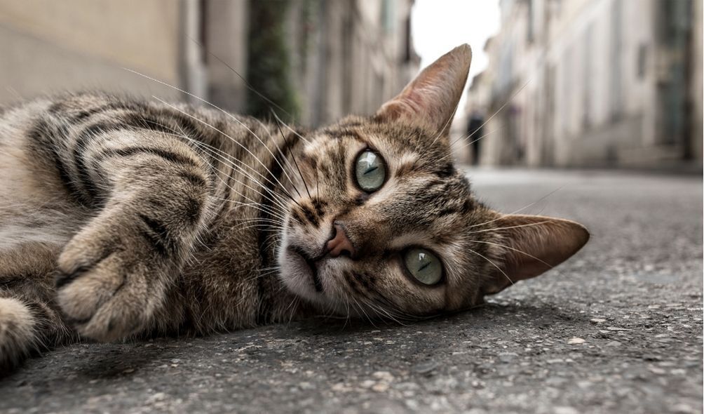 Gato malhado deitado no asfalto