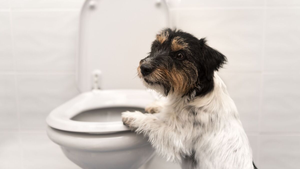 Cachorro com vaso sanitário.