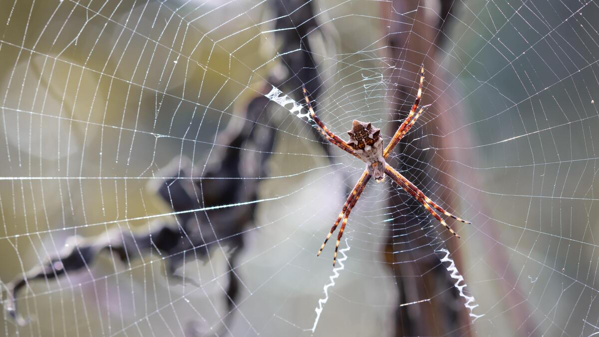 Aranha. 