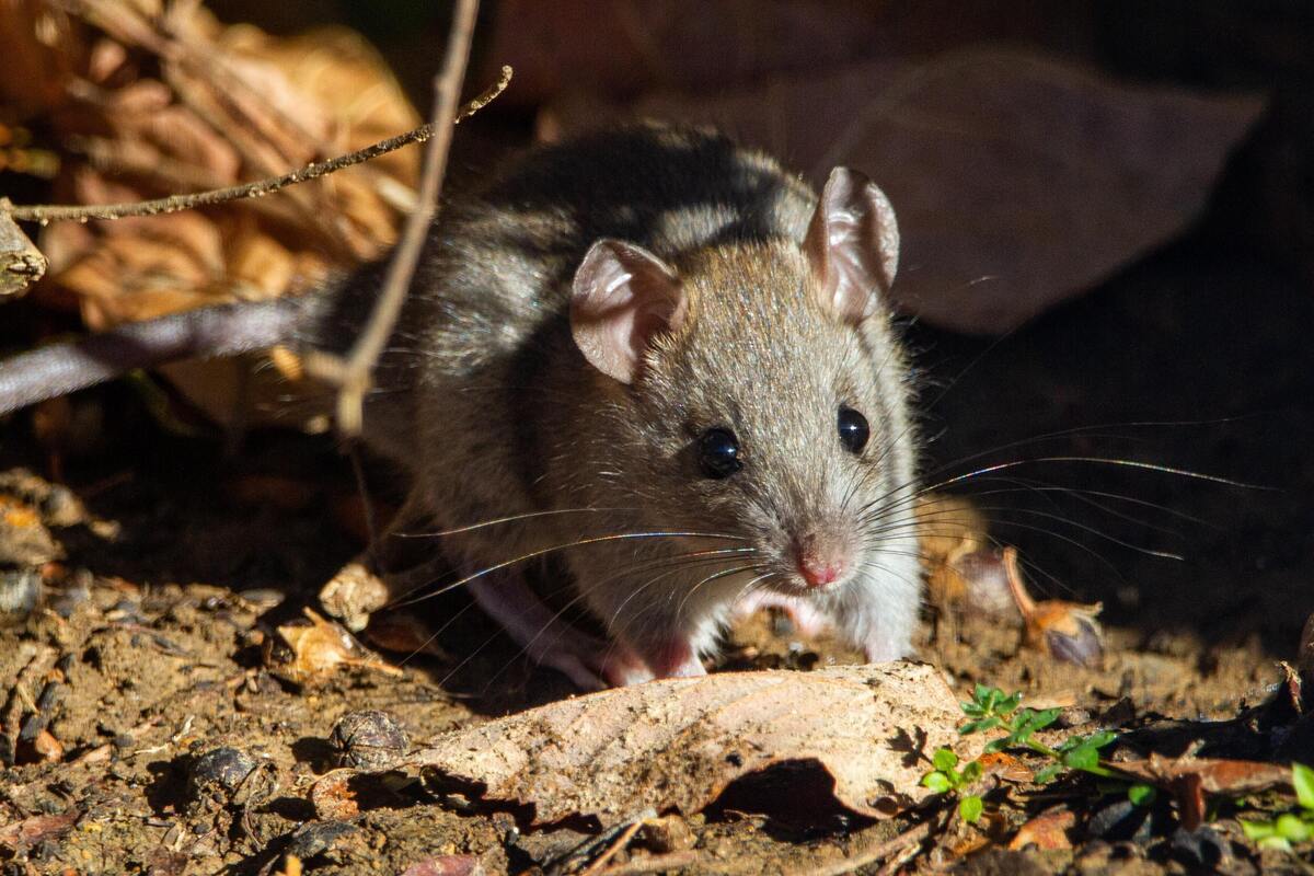 Rato no chão coberto por folhas secas.