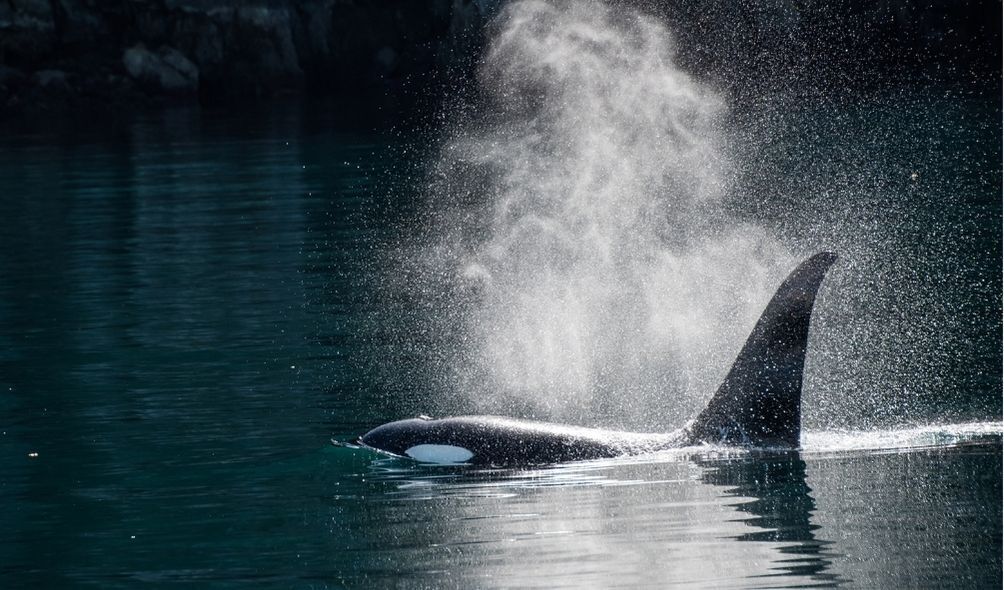 Sopro de orca no mar