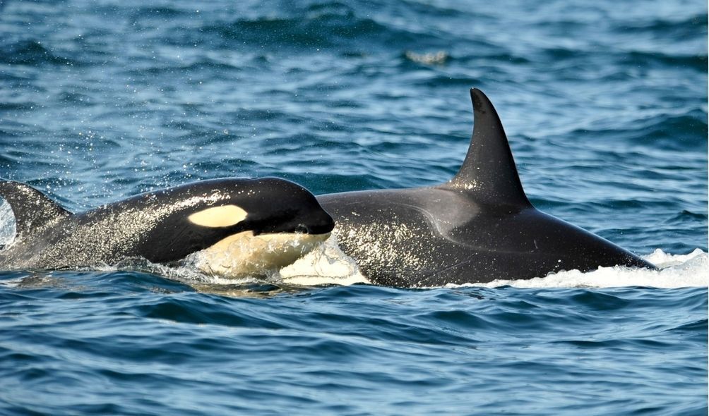 Duas orcas no mar