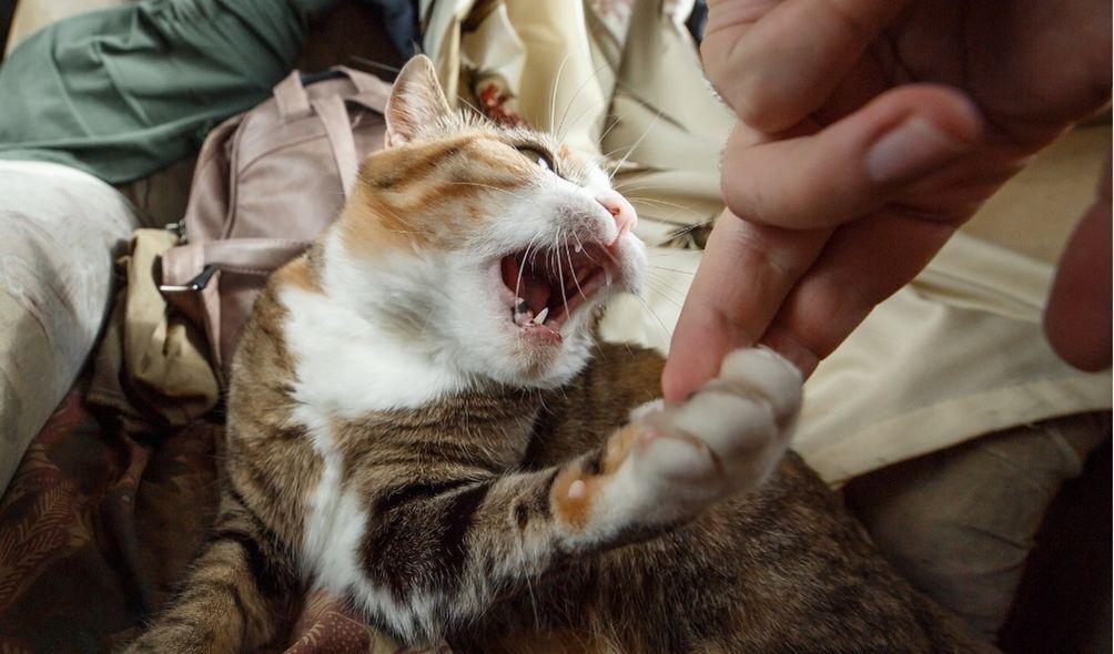 Gato avançando para morder