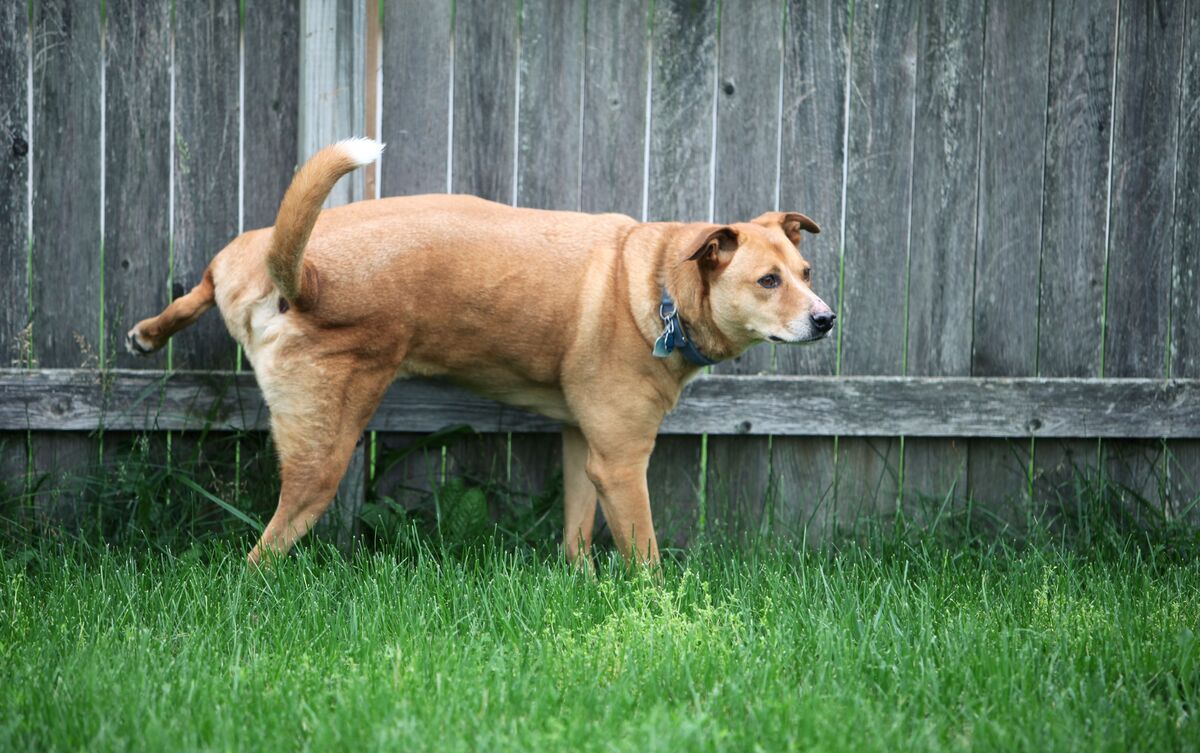 Cachorro fazendo xixi na grama.