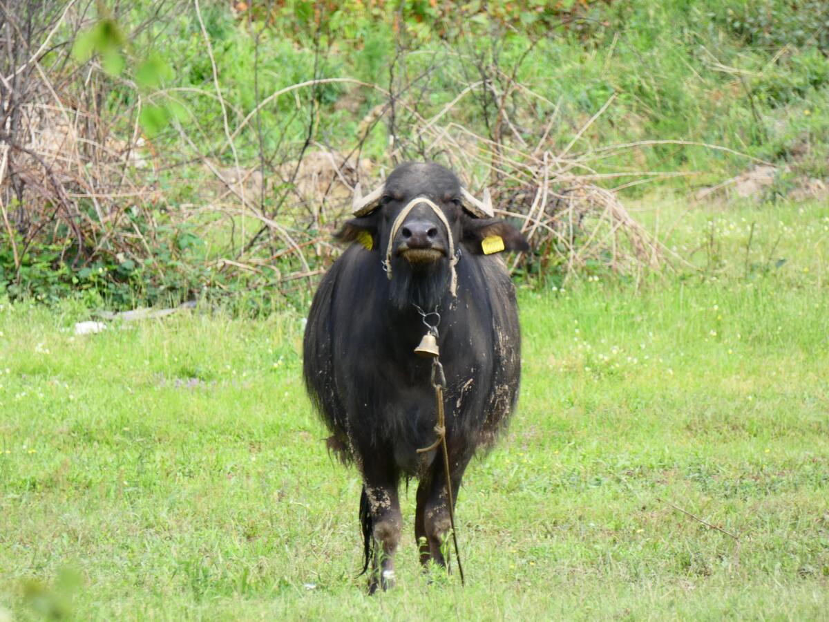 Boi preto em um campo gramado.