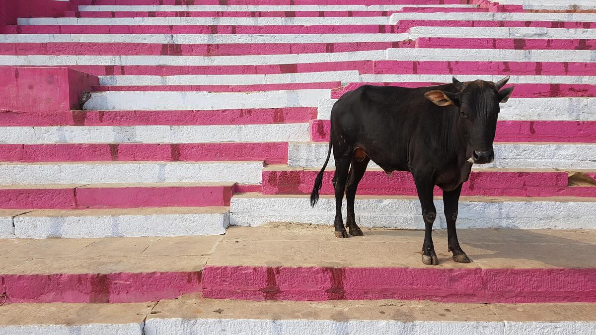 Boi preto em uma escada rosa.