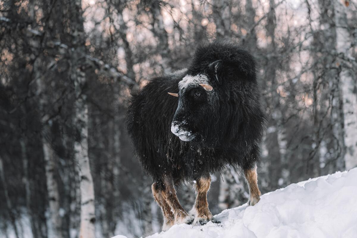 Boi preto na neve.