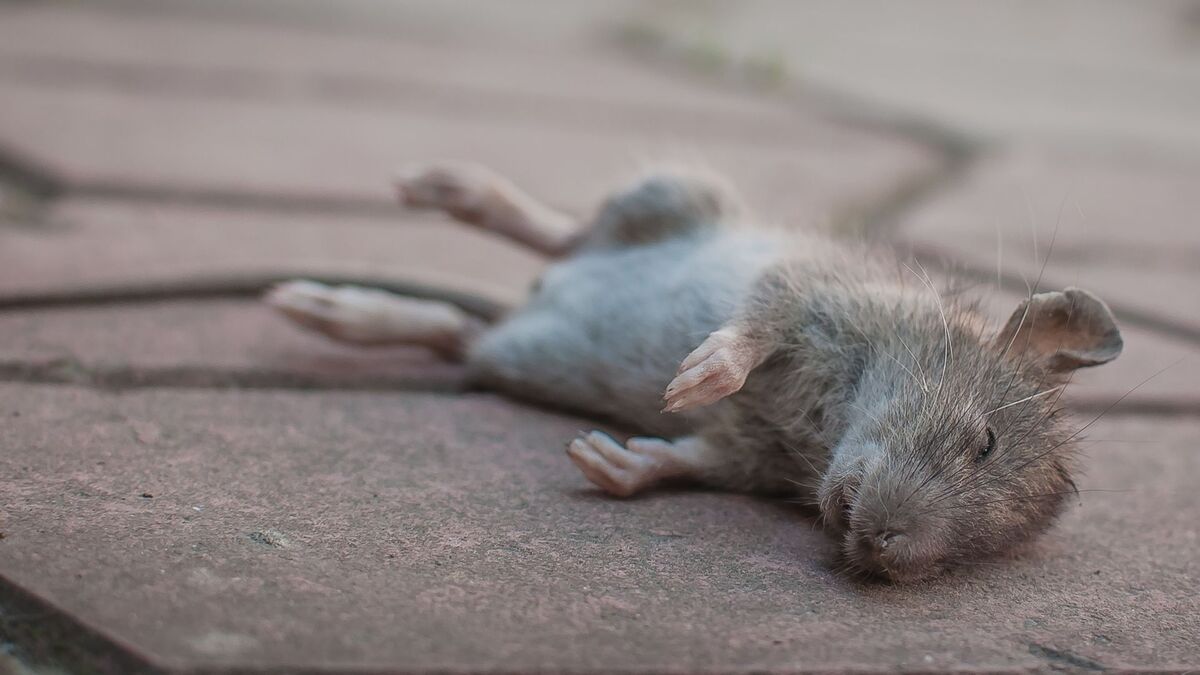 Rato morto na calçada.