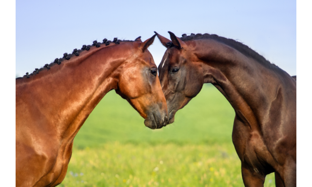 Casal de cavalos.