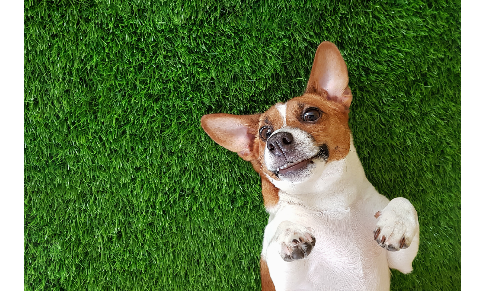 Cachorro feliz deitado na grama.